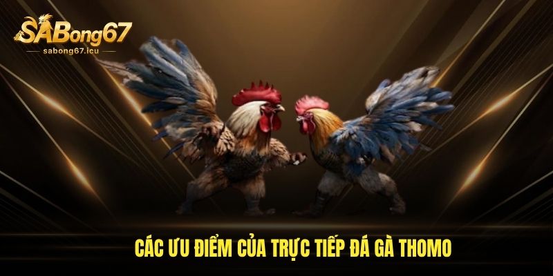 Các ưu điểm của trực tiếp đá gà Thomo