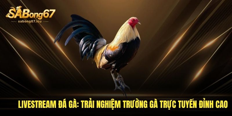 Livestream Đá Gà